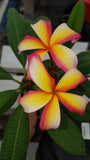 Puu Kahea