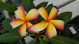 Puu Kahea