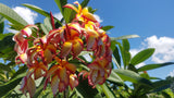 Puu Kahea