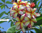 Puu Kahea