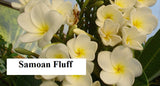 Samoan Fluff