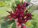 Scott Pratt - Very Dark Red