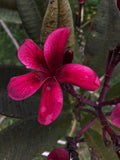 Scott Pratt - Very Dark Red