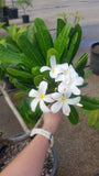 Dwarf Singapore White
