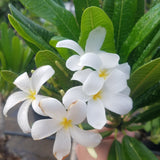 Dwarf Singapore White
