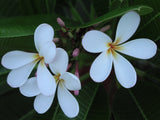 Dwarf Singapore Pink
