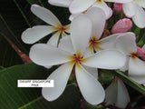Dwarf Singapore Pink