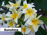 Sunshine