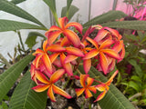 Thai Pinwheel