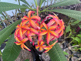 Thai Pinwheel