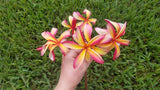Thai Pinwheel