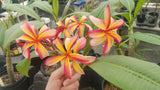 Thai Pinwheel