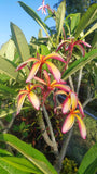 Thai Pinwheel