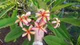 Thai Pinwheel