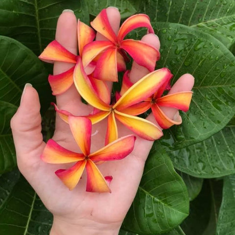Thai Pinwheel