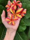 Thai Pinwheel