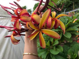 Thai Pinwheel