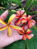 Thai Pinwheel