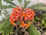 Thai Pinwheel
