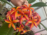 Thai Pinwheel