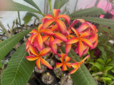 Thai Pinwheel