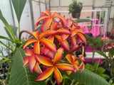 Thai Pinwheel