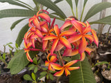 Thai Pinwheel