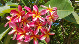 Tri-Mark - Buyplumerias.com Exclusive