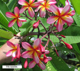 Tri-Mark - Buyplumerias.com Exclusive