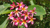 Tri-Mark - Buyplumerias.com Exclusive