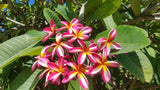 Tri-Mark - Buyplumerias.com Exclusive