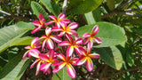 Tri-Mark - Buyplumerias.com Exclusive