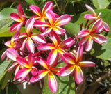 Tri-Mark - Buyplumerias.com Exclusive