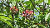 Tri-Mark - Buyplumerias.com Exclusive