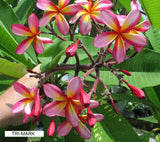 Tri-Mark - Buyplumerias.com Exclusive