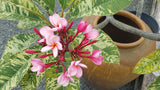 Variegated Plumeria