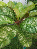 Variegated Plumeria