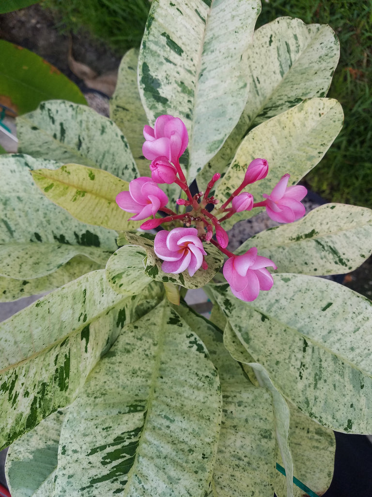 Variegated Plumeria