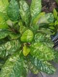 Variegated Plumeria