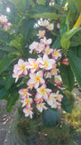 Willmatt - Buyplumerias.com Exclusive