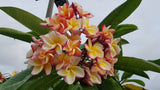 Willmatt - Buyplumerias.com Exclusive