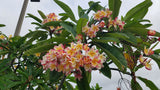 Willmatt - Buyplumerias.com Exclusive