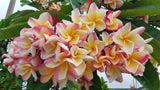 Willmatt - Buyplumerias.com Exclusive