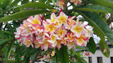 Willmatt - Buyplumerias.com Exclusive