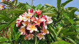 Willmatt - Buyplumerias.com Exclusive