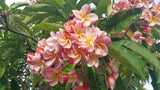 Willmatt - Buyplumerias.com Exclusive