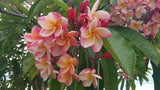 Willmatt - Buyplumerias.com Exclusive