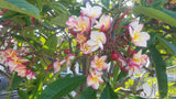 Willmatt - Buyplumerias.com Exclusive