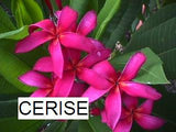 Cerise