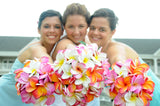 Plumeria Flower Mixed Assortment- Available Late March- Early September